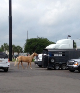 Made friends with a horse at a crappy gas station in Louisiana!  NEIGHHHH!